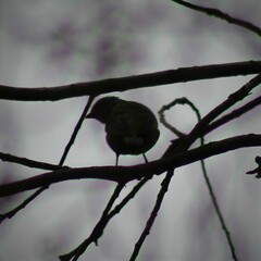 Chlorophonia elegantissima