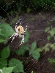 Araneus