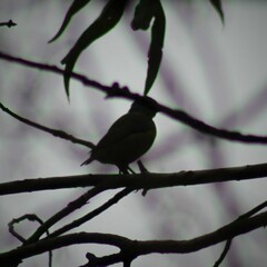 Chlorophonia elegantissima