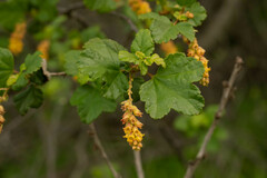 Ribes punctatum