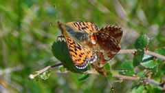 Boloria aquilonaris