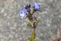 Veronica serpyllifolia