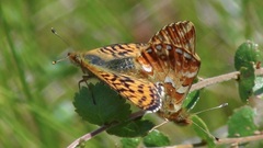 Boloria aquilonaris