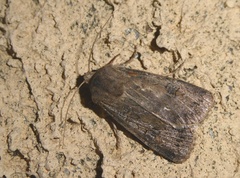 Agrotis segetum