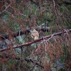 Myiarchus cinerascens