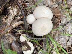 Lycoperdon excipuliforme