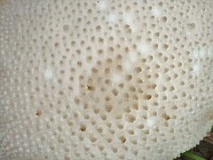 Lycoperdon excipuliforme