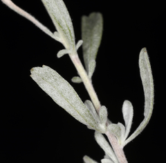 Artemisia bigelovii