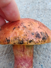 Exsudoporus floridanus