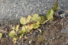 Veronica serpyllifolia