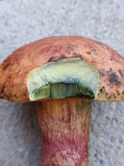 Exsudoporus floridanus
