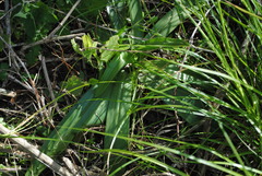 Chloraea membranacea