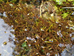 Fontinalis neomexicana