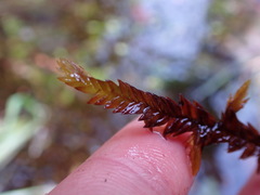 Fontinalis neomexicana