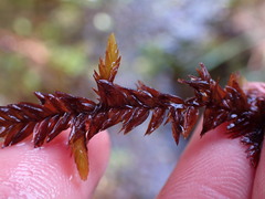 Fontinalis neomexicana