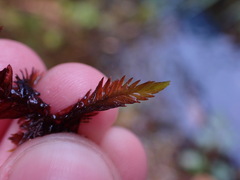 Fontinalis neomexicana