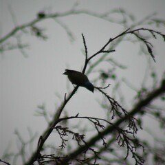 Chlorophonia elegantissima