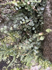 Asplenium flabellifolium
