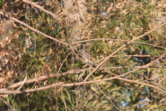 Colaptes auratus cafer