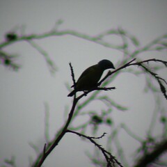 Chlorophonia elegantissima