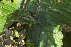 Conocephalus dorsalis