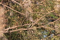 Colaptes auratus cafer