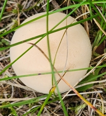 Apioperdon pyriforme