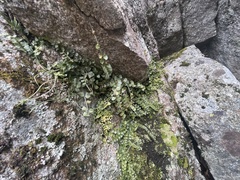Asplenium flabellifolium