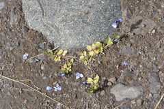 Veronica serpyllifolia