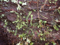 Douinia ovata