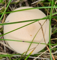 Apioperdon pyriforme