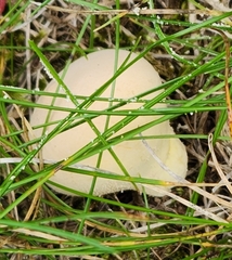 Apioperdon pyriforme