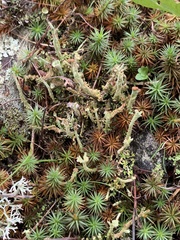 Cladonia verticillata