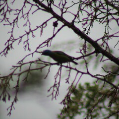 Chlorophonia elegantissima