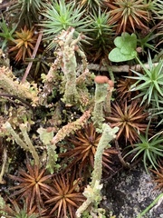 Cladonia verticillata