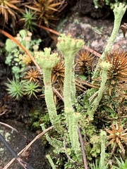 Cladonia verticillata
