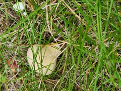 Apioperdon pyriforme