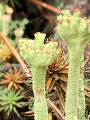 Cladonia verticillata