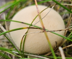 Apioperdon pyriforme