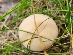 Apioperdon pyriforme