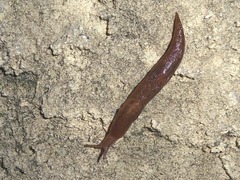 Ambigolimax valentianus