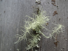 Usnea dasopoga