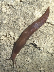 Ambigolimax valentianus