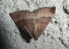 Larentia clavaria
