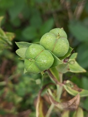 Euphorbia lathyris