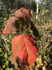Acer spicatum