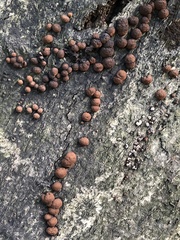 Hypoxylon fragiforme