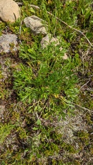 Artemisia norvegica
