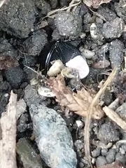 Pangaeus bilineatus