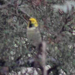 Setophaga occidentalis